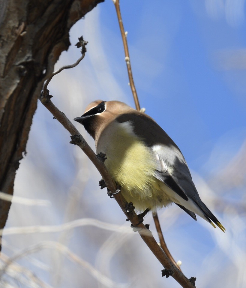 Cedar Waxwing - Sevilla Rhoads