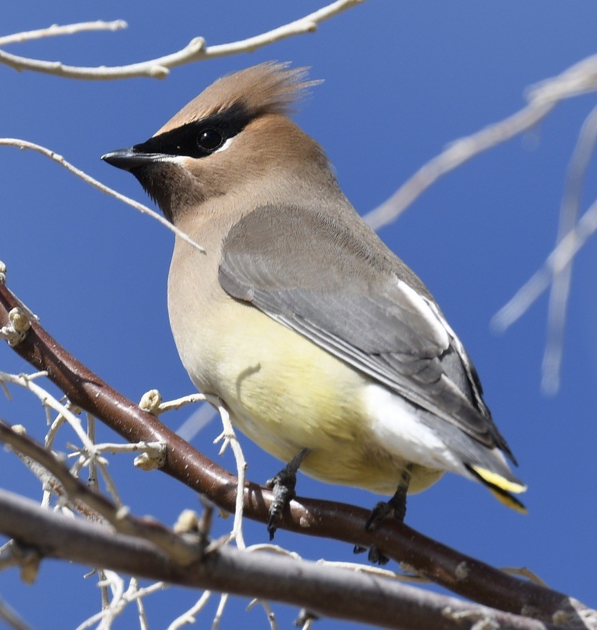 Cedar Waxwing - ML428182581