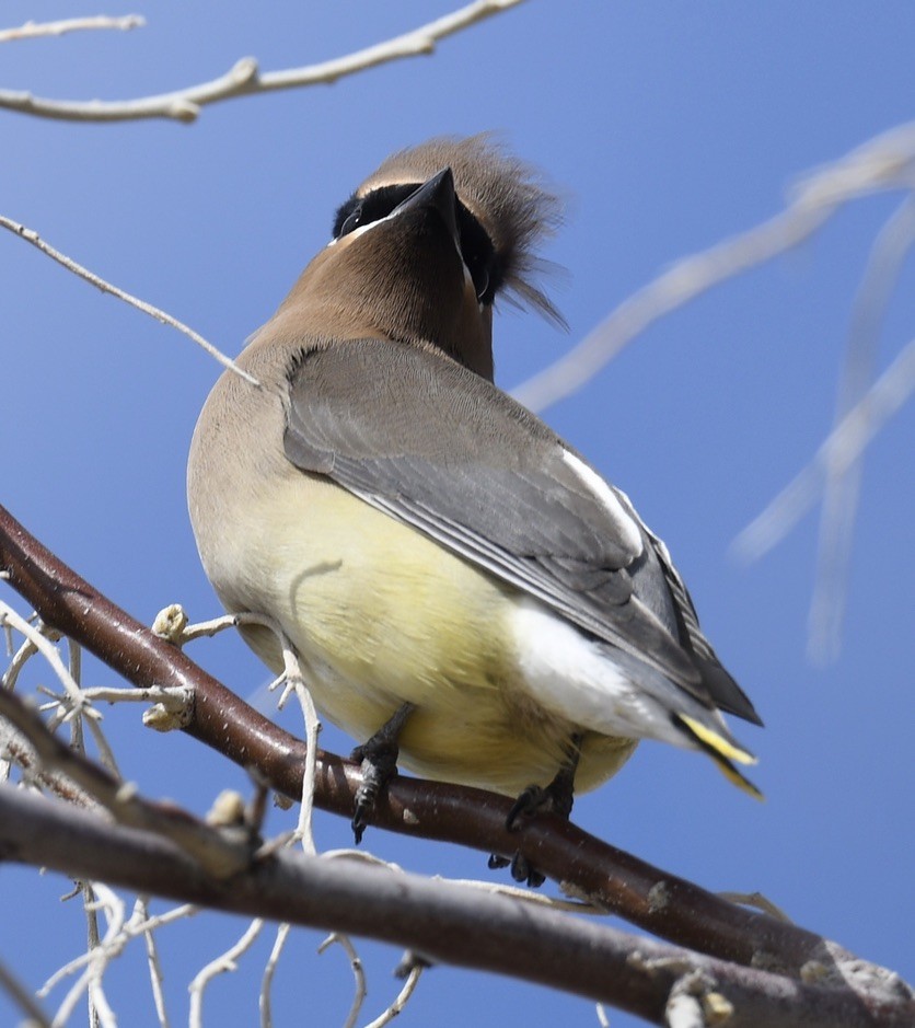 Cedar Waxwing - Sevilla Rhoads