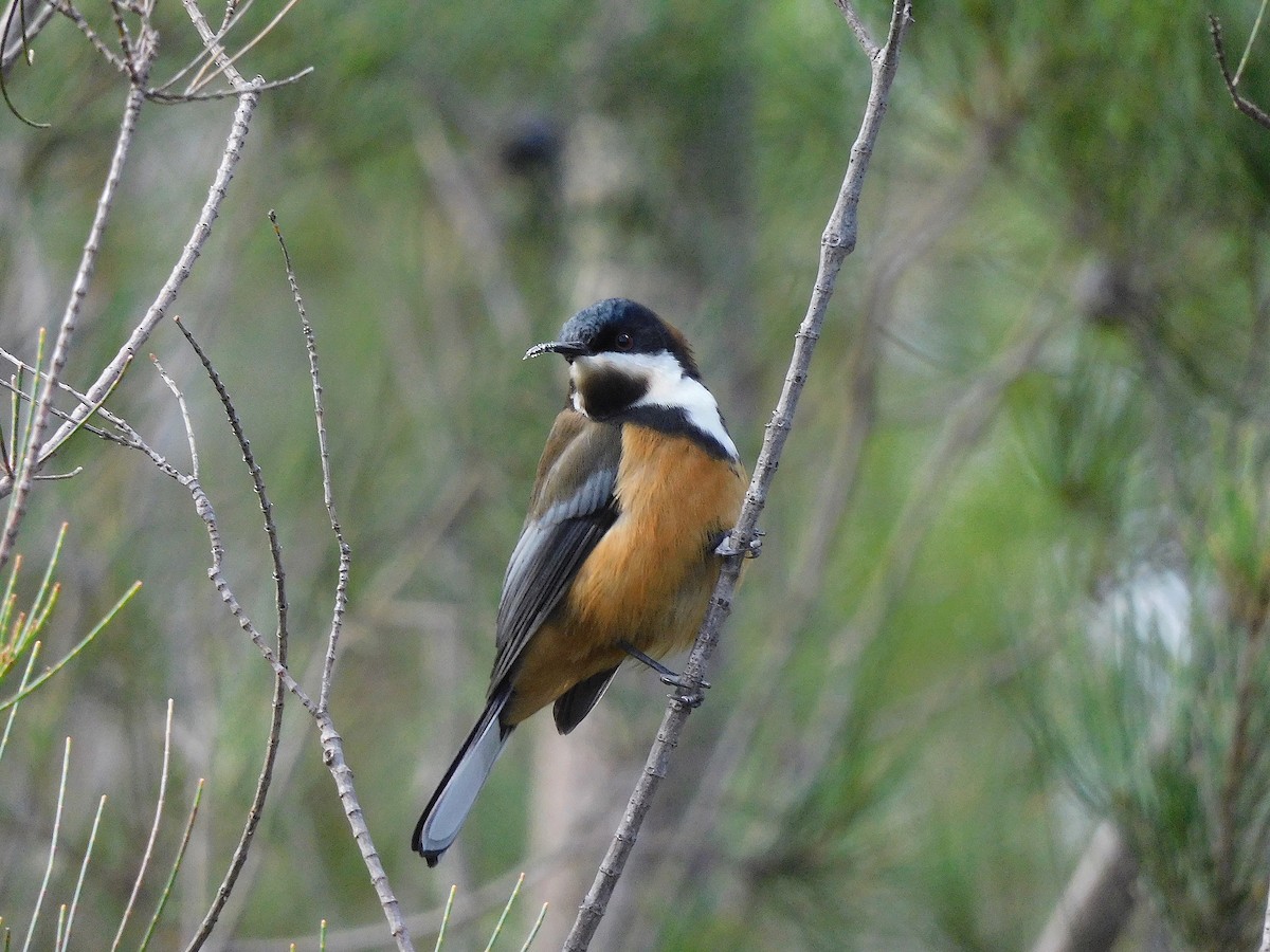 Eastern Spinebill - George Vaughan