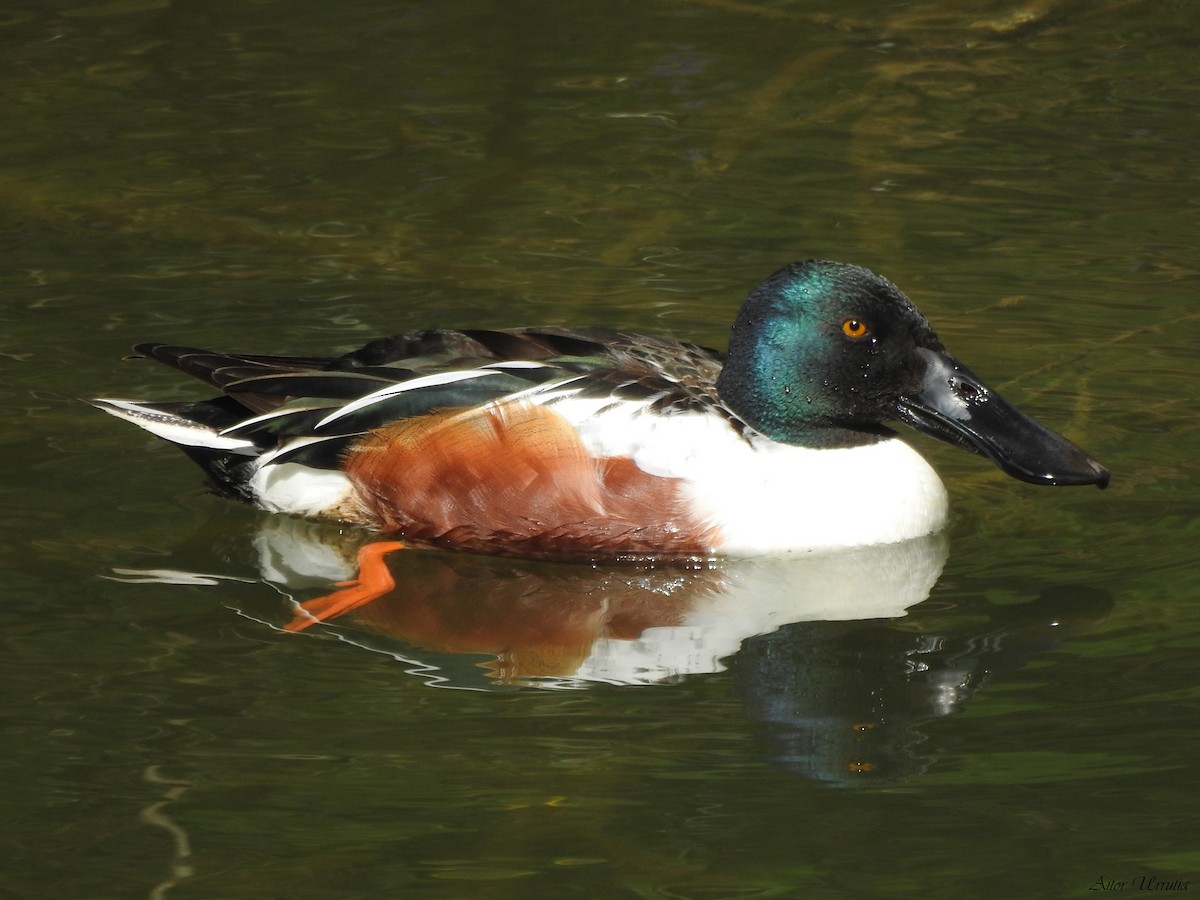 Northern Shoveler - ML428186211