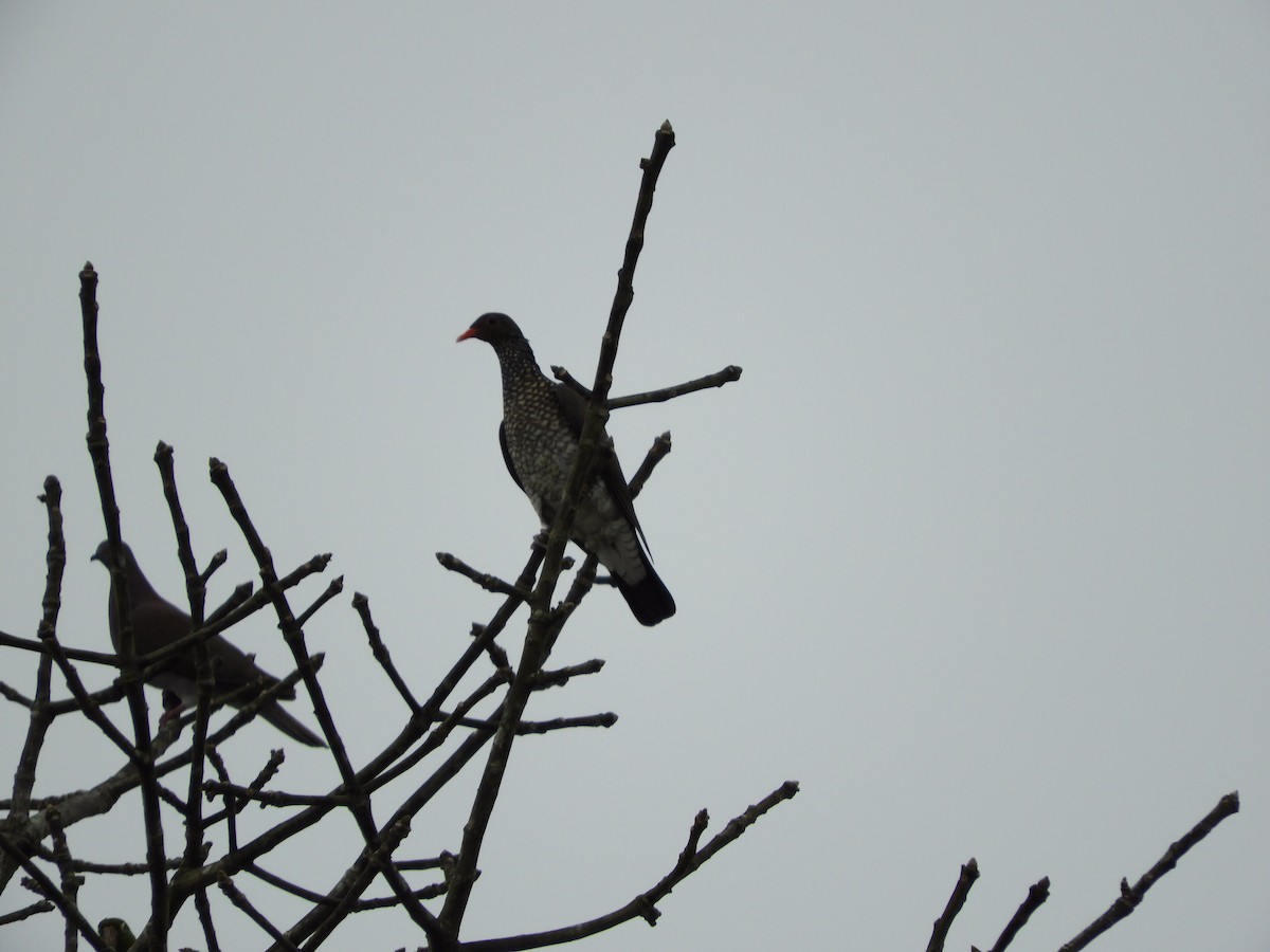 Scaled Pigeon - ML428187171