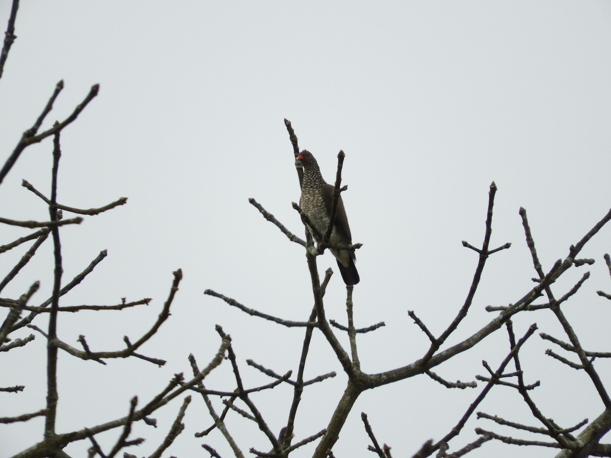 Scaled Pigeon - ML428187181