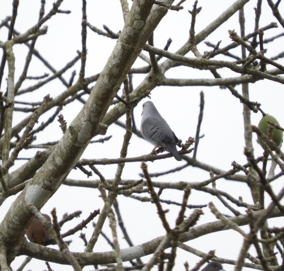 Blue Ground Dove - ML428187681