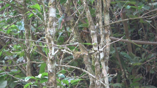 Rufous Sabrewing - ML428188551