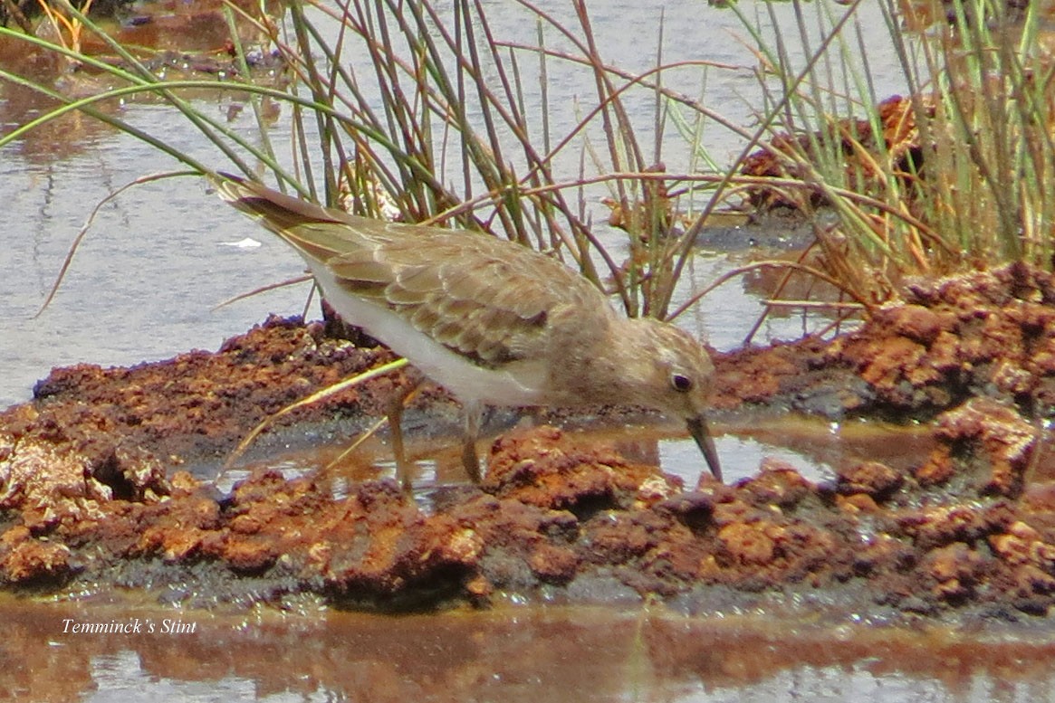 Bécasseau de Temminck - ML428191401