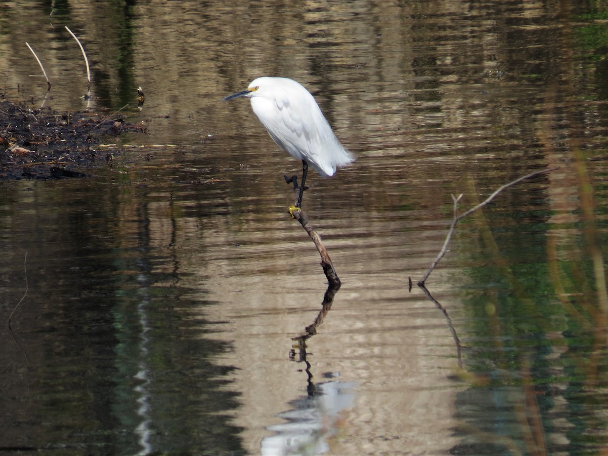 Snowy Egret - ML428191411