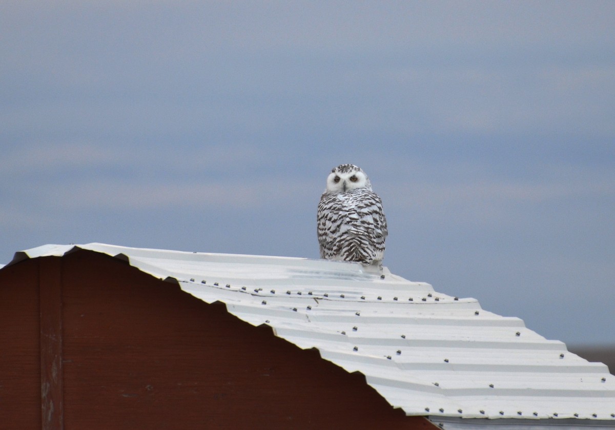 Snowy Owl - ML42819191