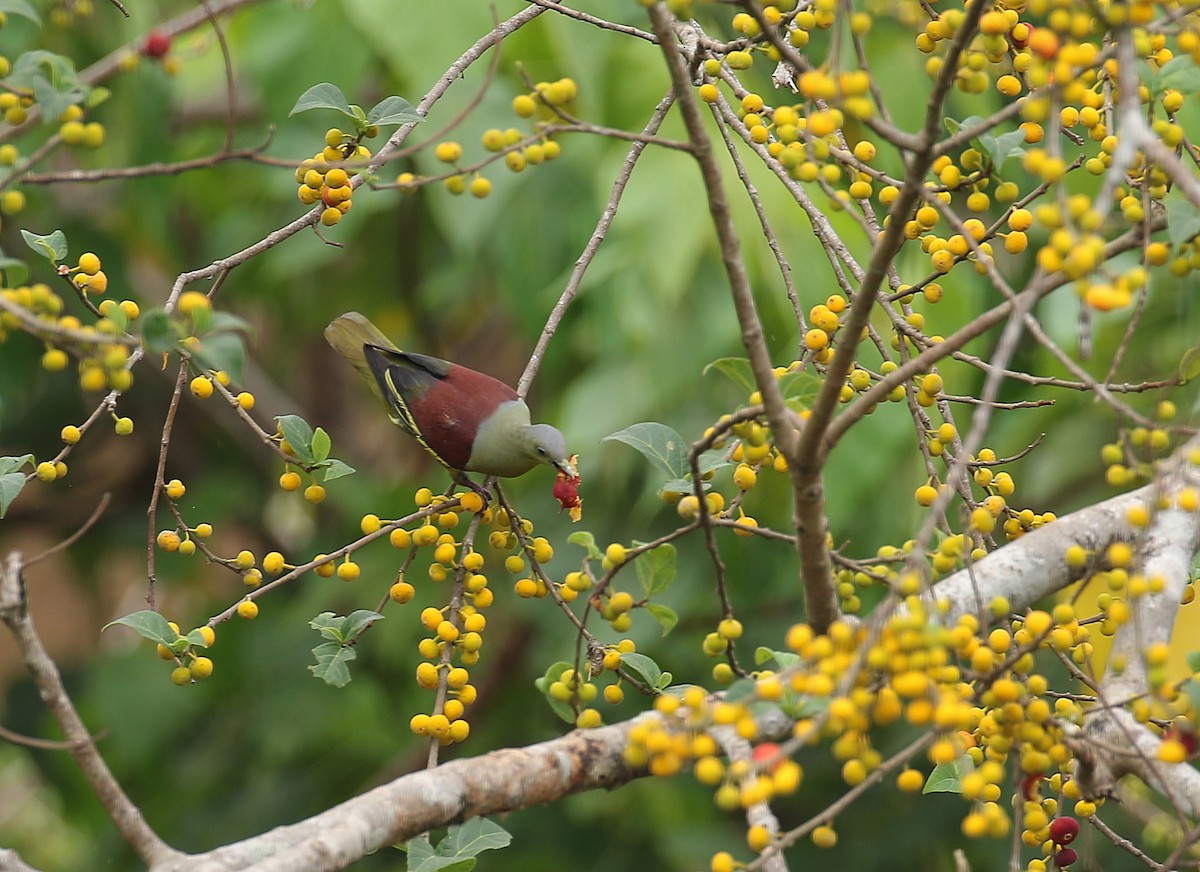 Gray-fronted Green-Pigeon - ML428191991