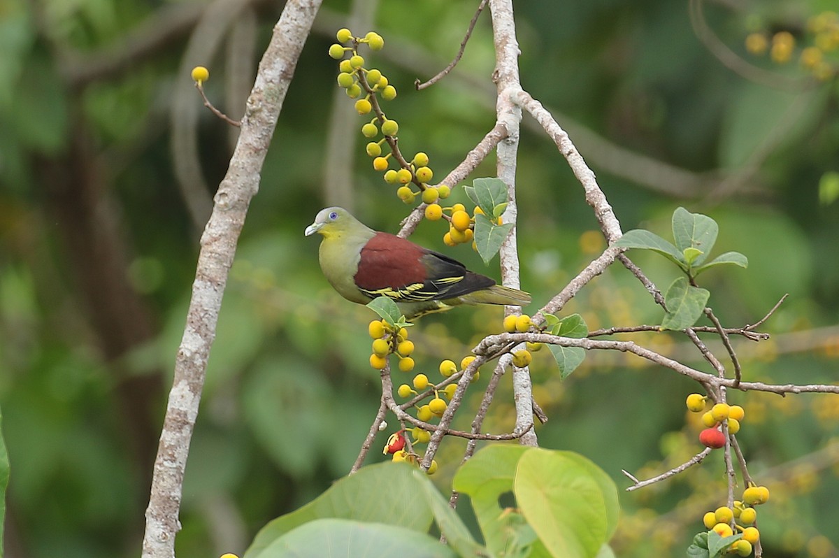 Gray-fronted Green-Pigeon - ML428192011