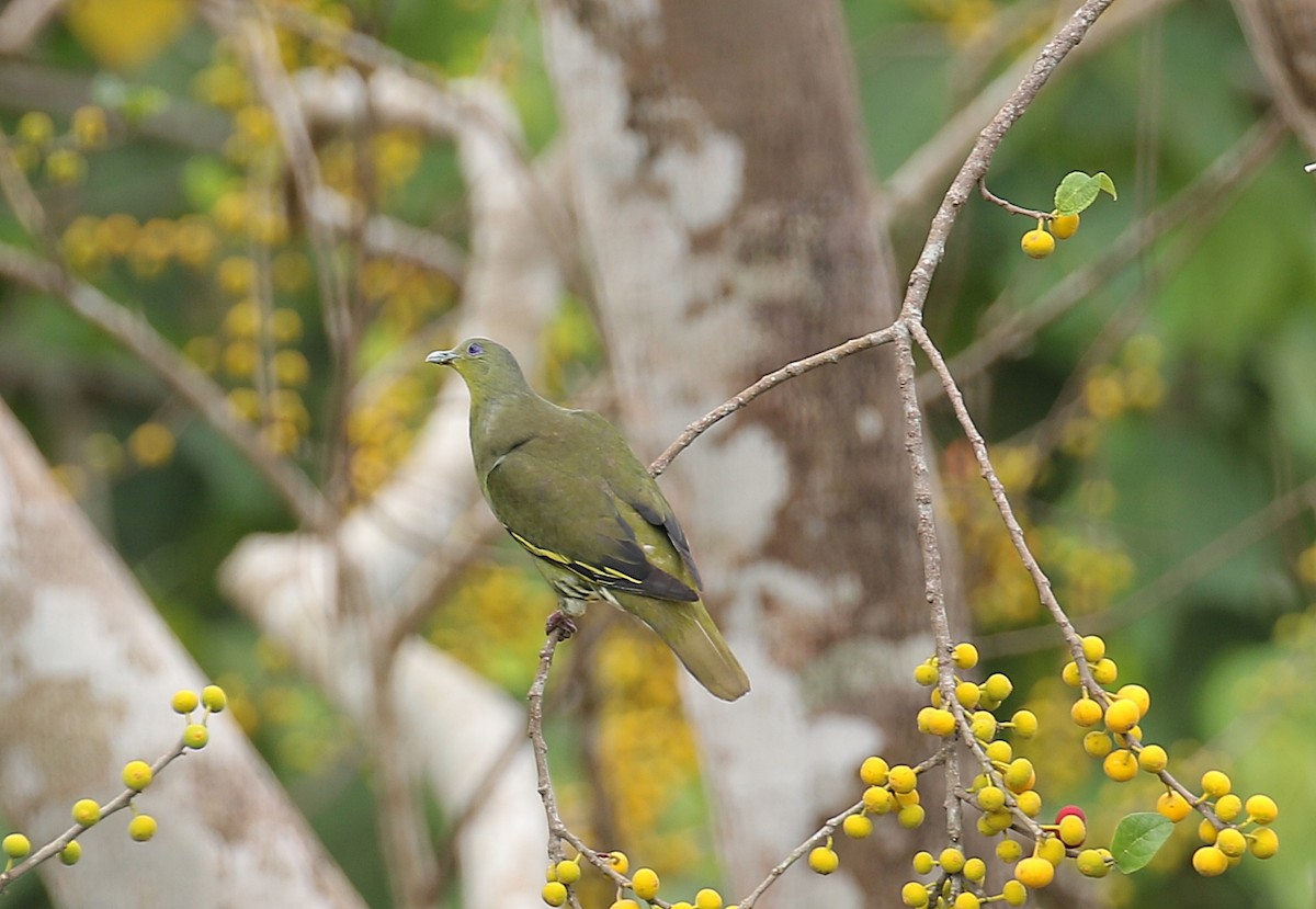 Gray-fronted Green-Pigeon - ML428192051