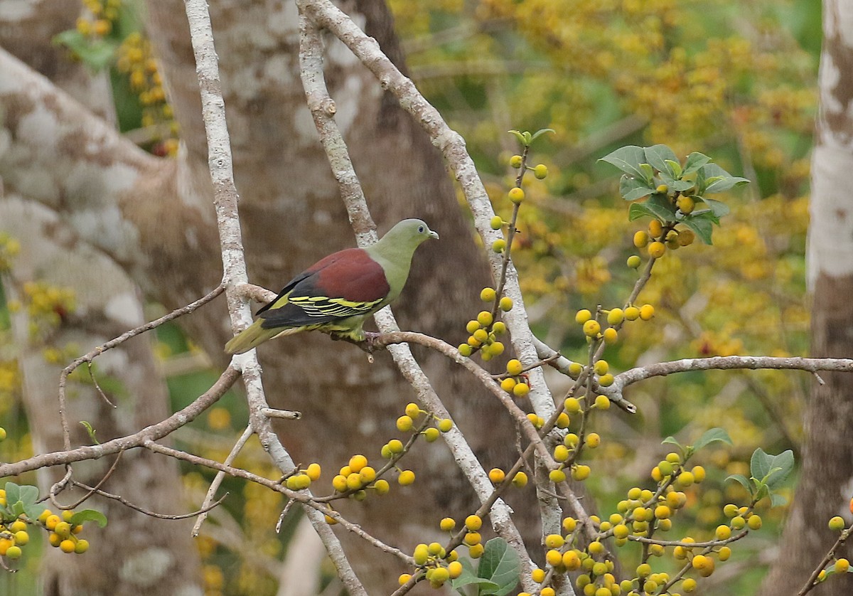 Серолобый зелёный голубь - ML428192181