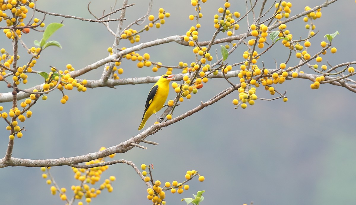 Indian Golden Oriole - ML428192361