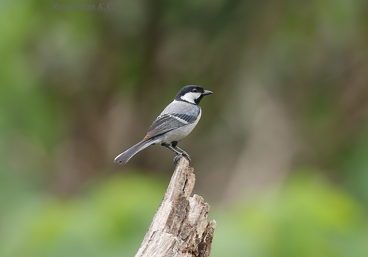 Cinereous Tit - ML428192411