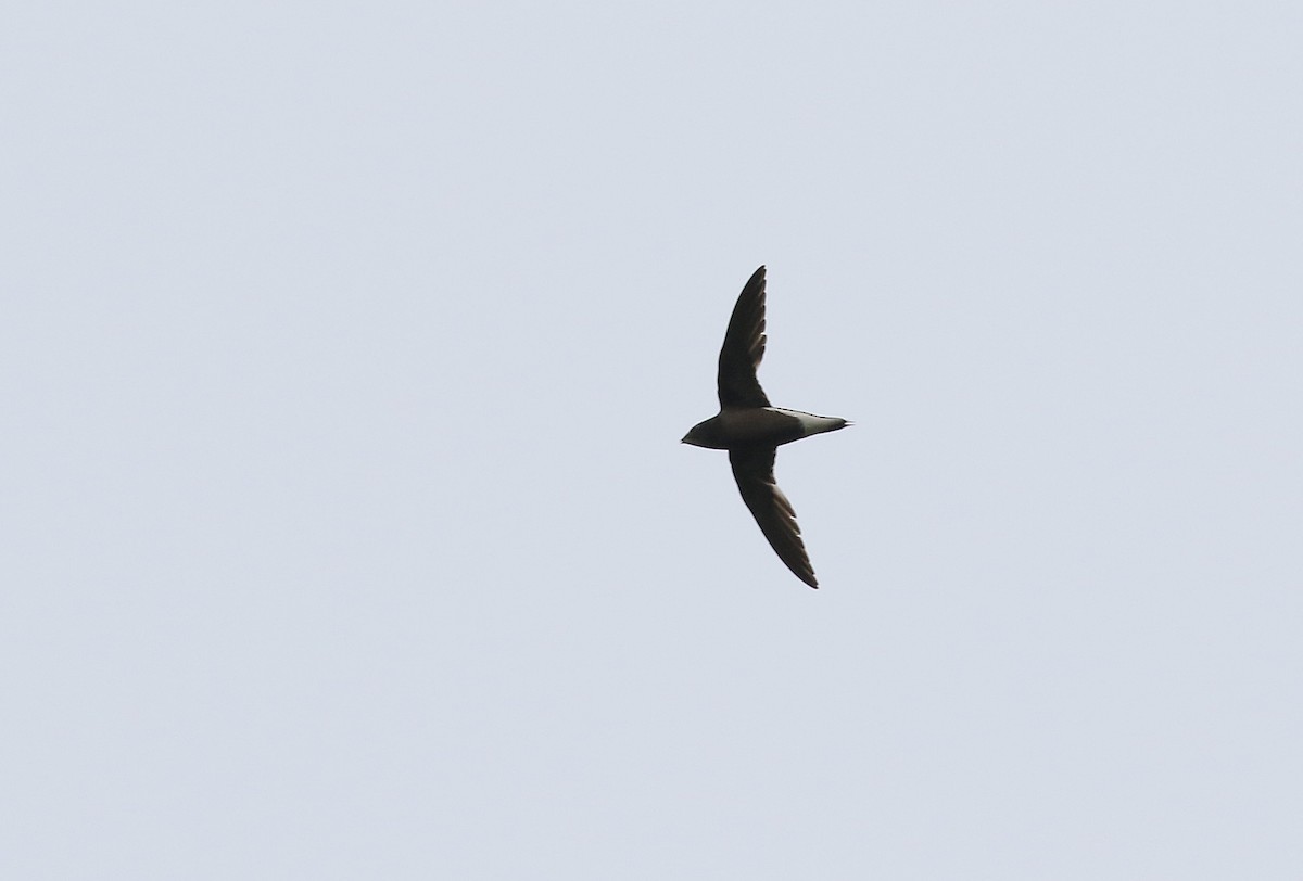 Brown-backed Needletail - ML428193071