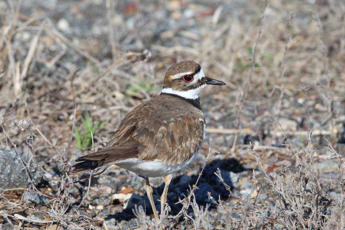 Killdeer - ML428193241