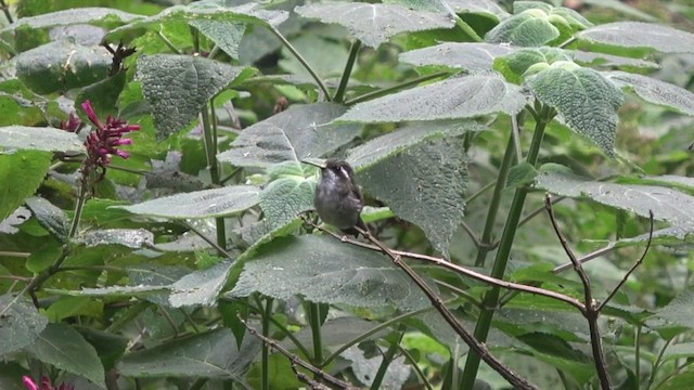 kolibřík salvadorský - ML428193571