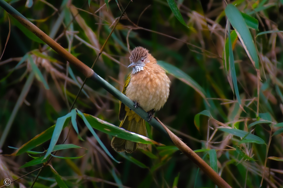 Mountain Bulbul - Soumyadeep  Chatterjee