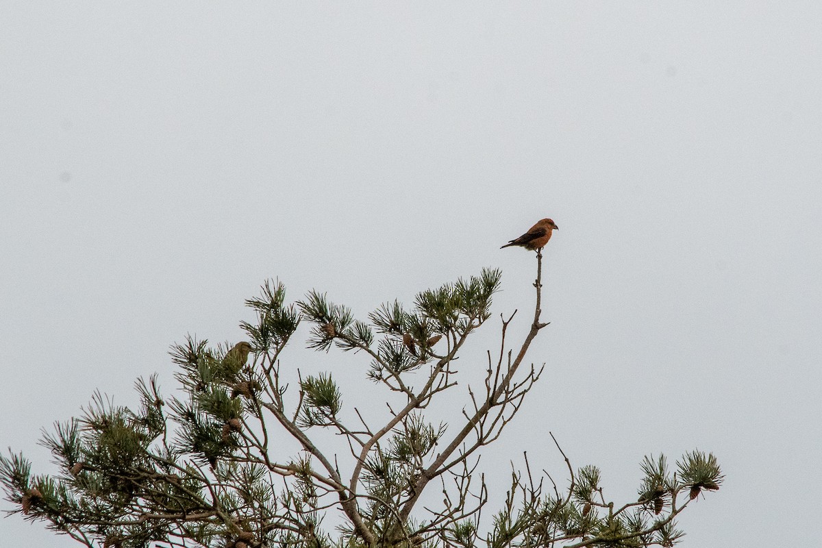 Red Crossbill (Parakeet or type E) - Richard Littauer
