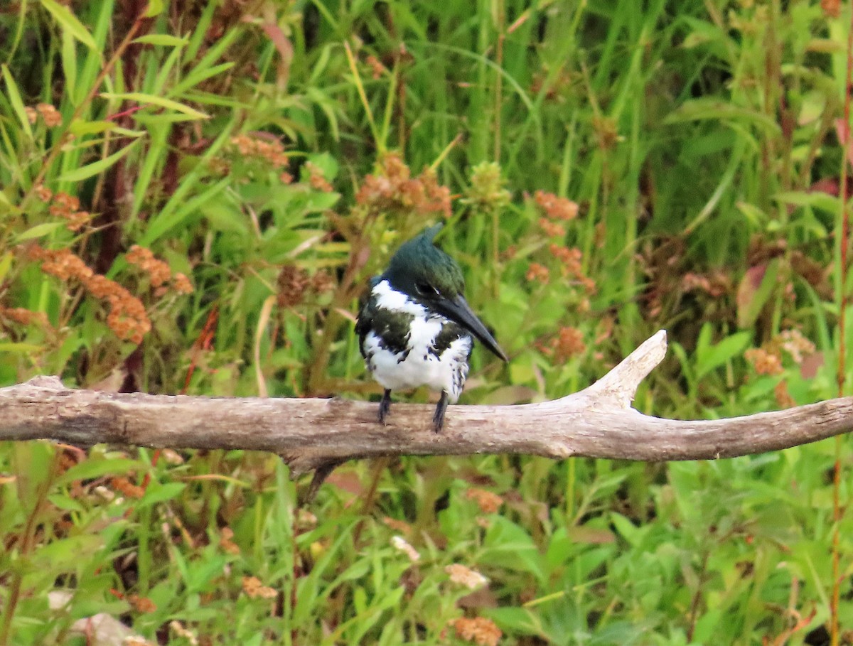 Amazon Kingfisher - ML428196771