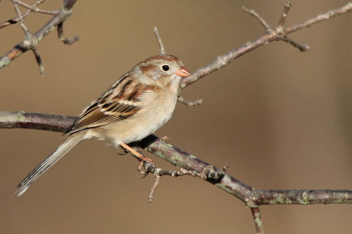 Field Sparrow - ML428197341