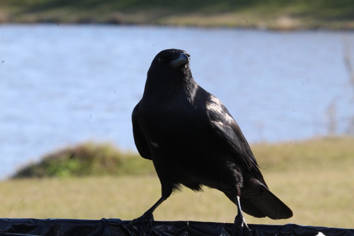 American Crow - George Dokes