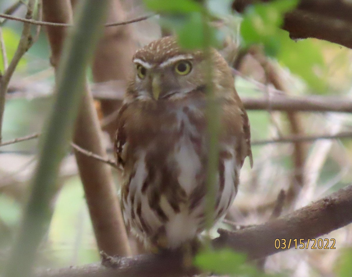Ferruginous Pygmy-Owl - Rod MacKenzie