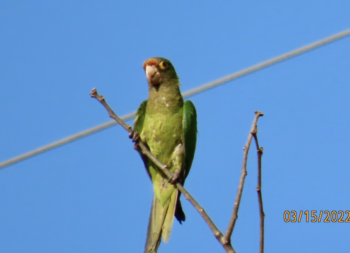 Aratinga Frentinaranja - ML428198551