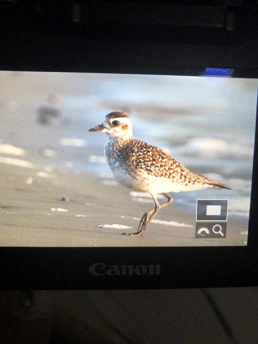 American Golden-Plover - ML428198611