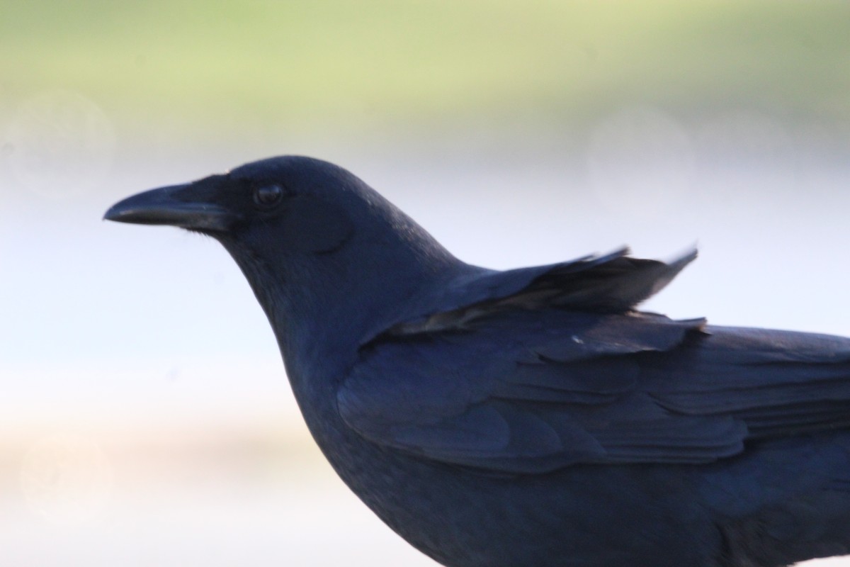 American Crow - ML428198981