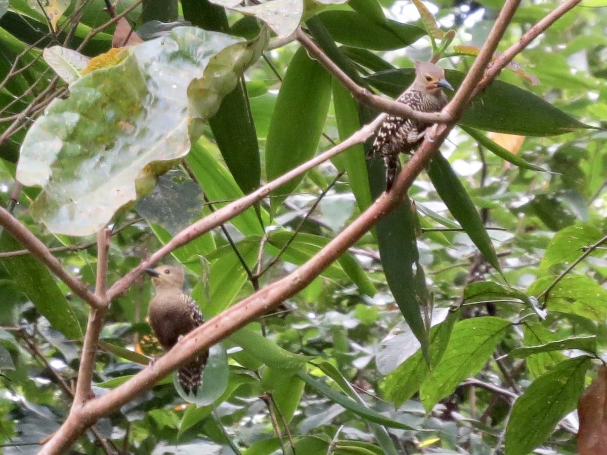 Buff-rumped Woodpecker - ML428199301