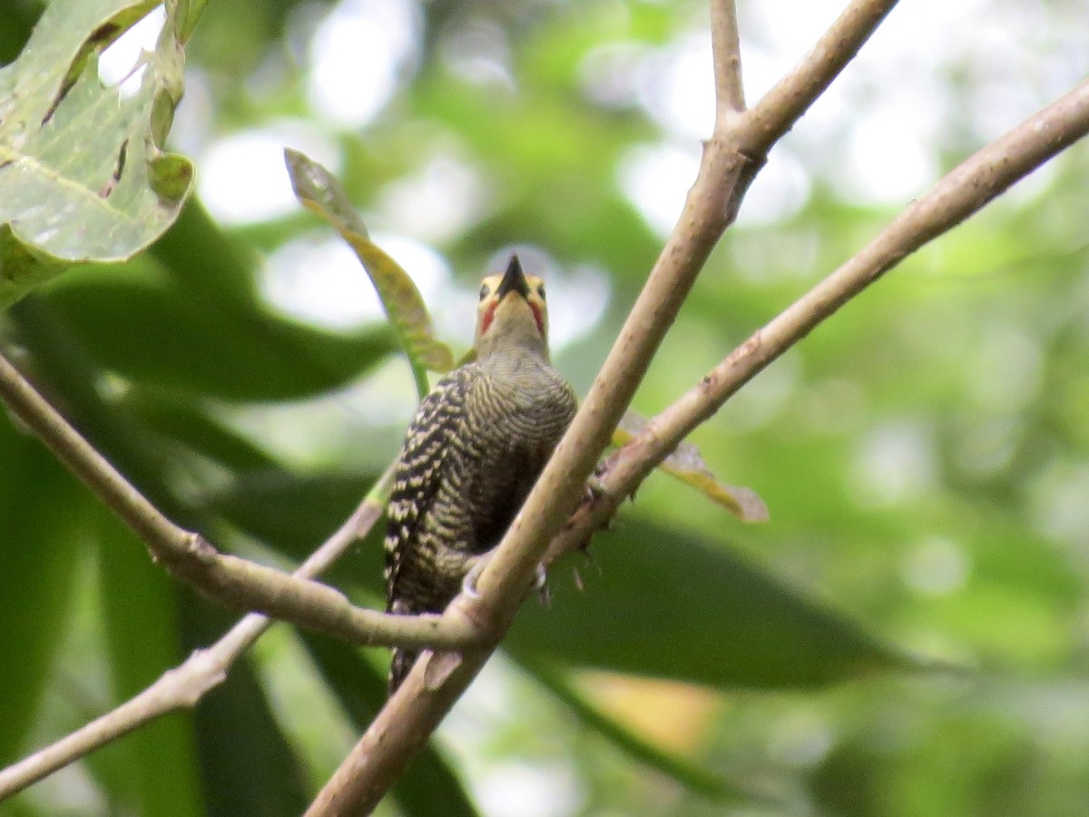 Buff-rumped Woodpecker - ML428199331