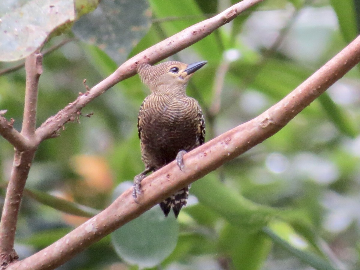 Buff-rumped Woodpecker - ML428199341