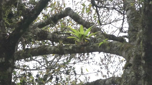 Hooded Grosbeak - ML428199671