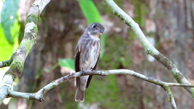 Dark-sided Flycatcher - ML428199971