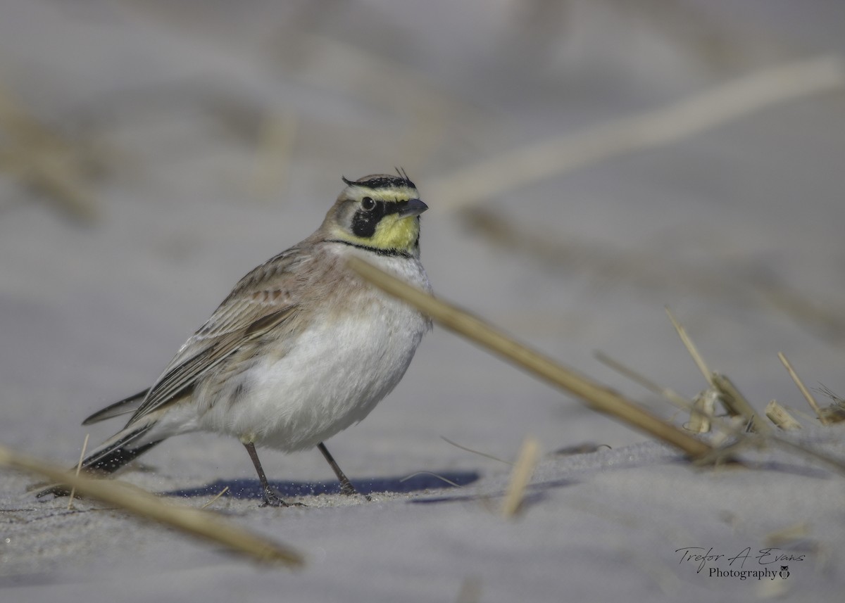 Horned Lark - Trefor Evans