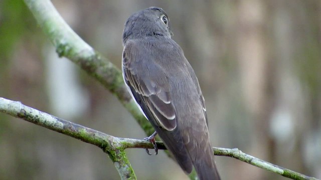 Dark-sided Flycatcher - ML428202971