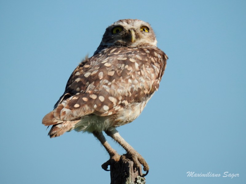 Burrowing Owl - Maximiliano Sager