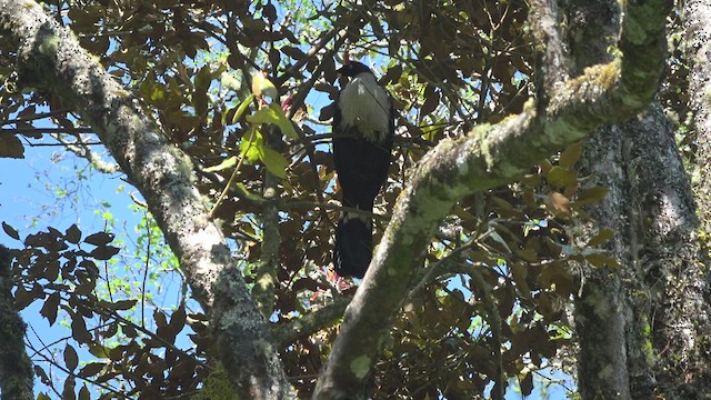 Horned Guan - ML428204871