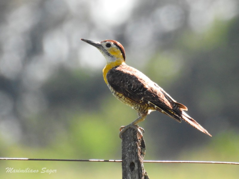 Carpintero Campestre - ML42820491