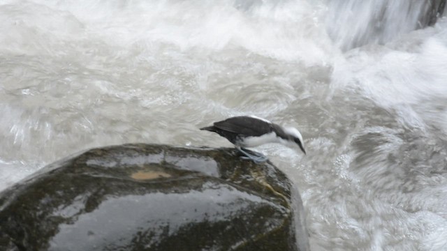 White-capped Dipper - ML428205081