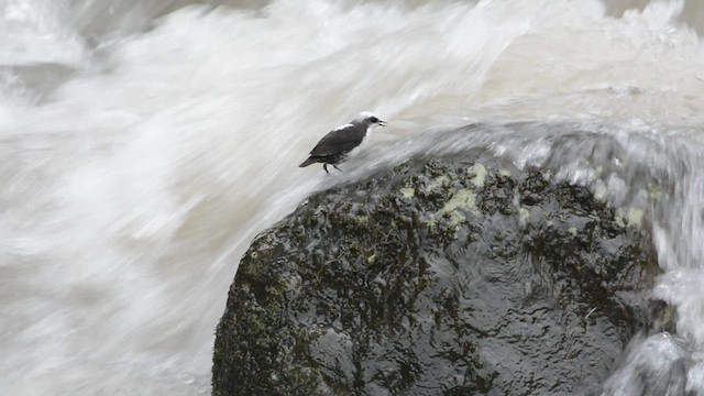 White-capped Dipper - ML428205111