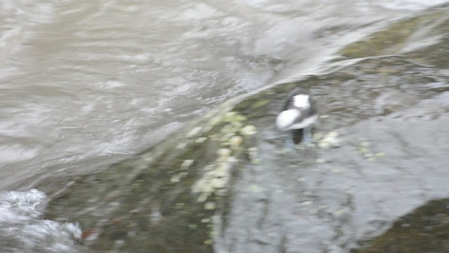 White-capped Dipper - ML428205281
