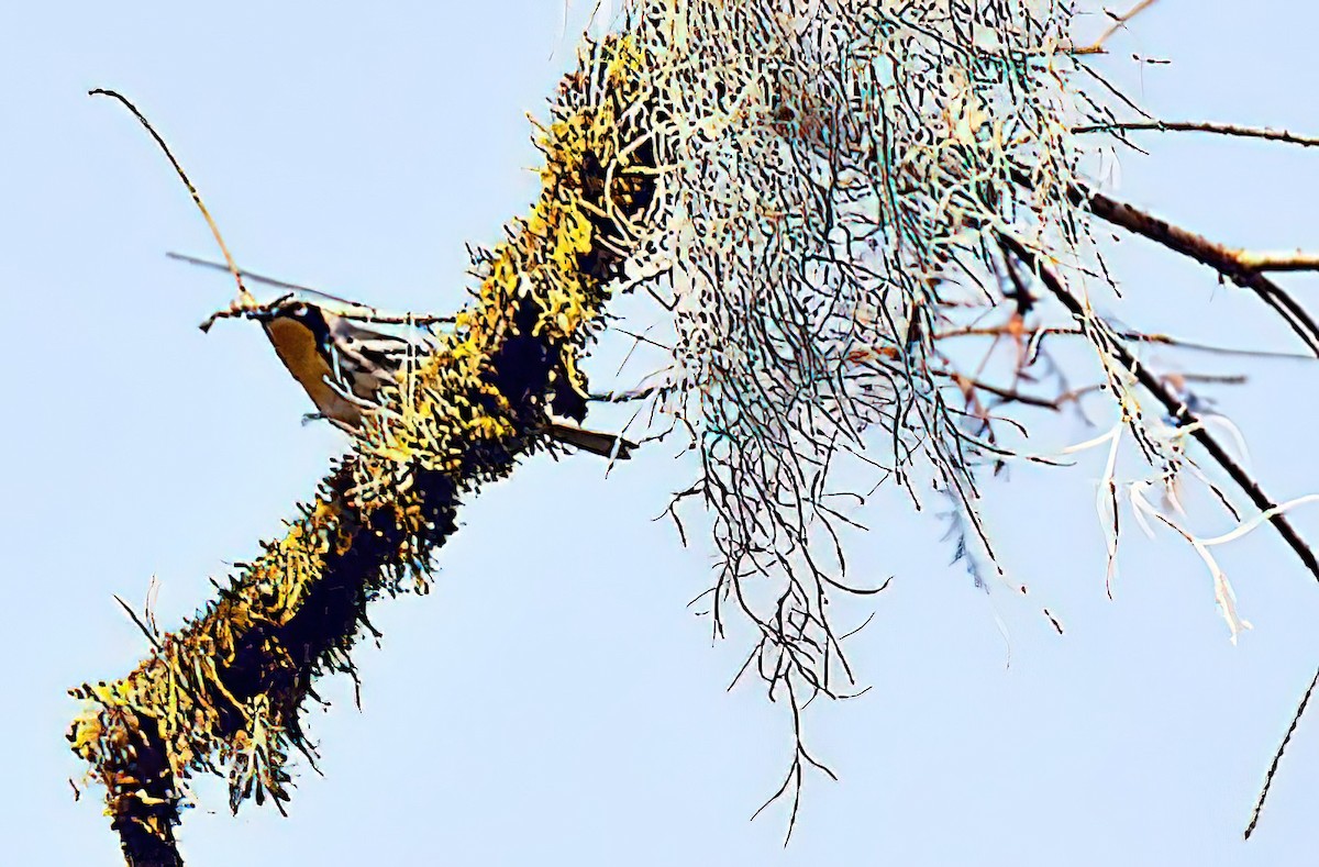 Yellow-throated Warbler - ML428205471
