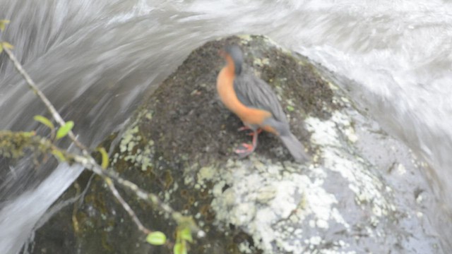 Torrent Duck - ML428205731