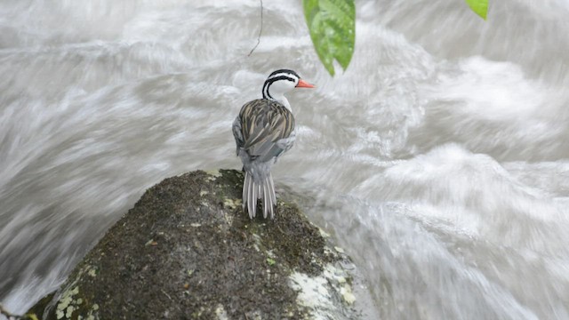 Torrent Duck - ML428205771