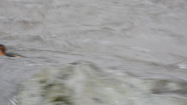 Torrent Duck - ML428206021