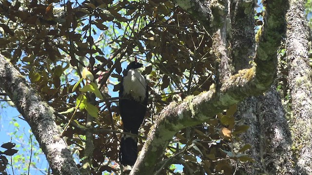 Horned Guan - ML428207111