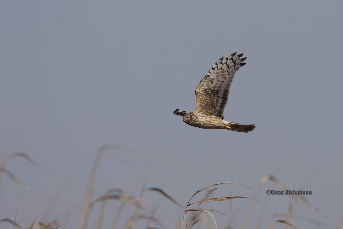 Hen Harrier - ML42820871