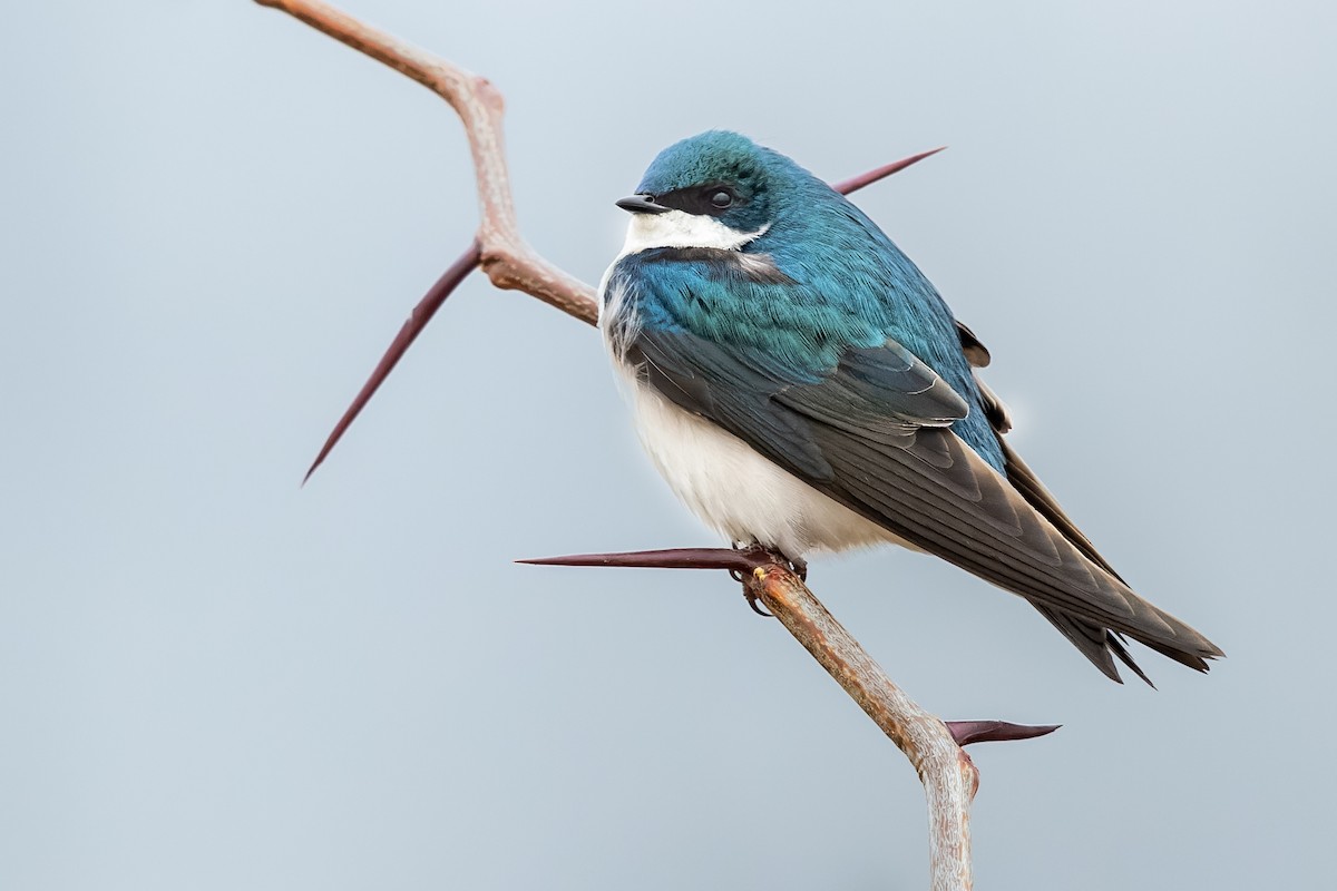 Tree Swallow - ML428208761